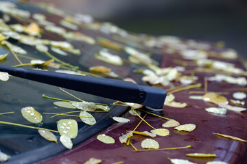 Colorful autumn leaves on nature background