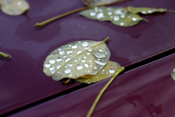 Colorful autumn leaves on nature background