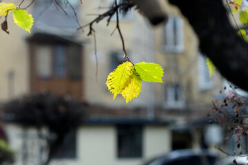 Colorful autumn leaves on nature background
