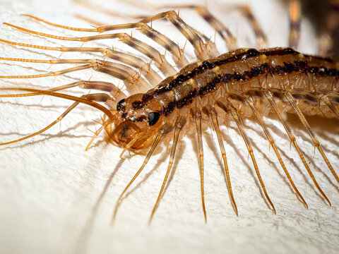 D&eacute;tail de la t&ecirc;te de la scutig&egrave;re v&eacute;loce (Scutigera coleoptrata), macro extr&ecirc;me montrant les yeux compos&eacute;s et les antennes