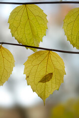 Colorful autumn leaves on nature background