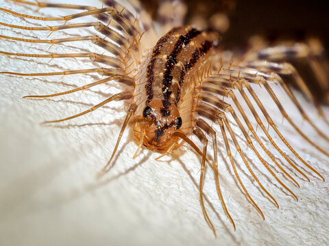 D&eacute;tail de la t&ecirc;te de la scutig&egrave;re v&eacute;loce (Scutigera coleoptrata), macro extr&ecirc;me montrant les yeux compos&eacute;s et les antennes