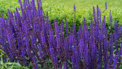 Fototapeta premium Roses from Botanical garden in Iasi