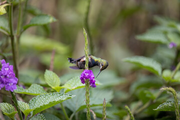 Wire-crested Thorntail hummingbird feeding and perching among purple flowers in the Andean cloud forest of Ecuador, detailed wildlife photography