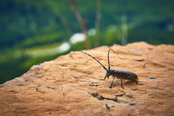 Close Up Beetle on Rocky Surface with Green Forest Backdrop and Long Antennae