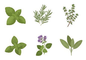 Six illustrations of green culinary herbs arranged in two rows on a white background