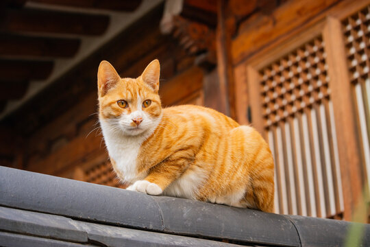 Orange cat resting on roof at Bukchon Hanok Village. The traditional village of Bukchon is an area full of hanok or beautiful traditional houses in the heart of Seoul.
