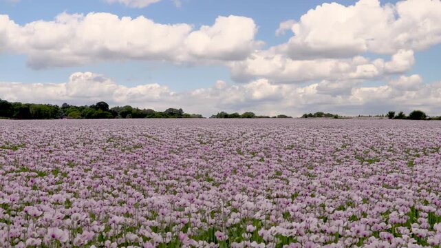 Time lapse video clip of clouds moving over a field of flowers pink poppies 