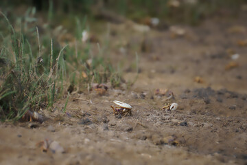 Male fiddler crab with a large white claw on a muddy beach next to marsh grass. Perfect for ecology and wildlife projects.