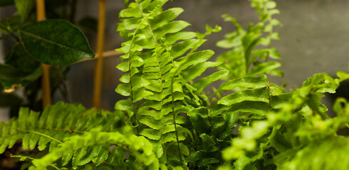 Close-Up Green Fern Fronds Indoor Tropical Plant Arrangement
