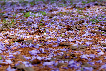 Close-up of the ground with purple flowers and dark seed pods (fruits) of Jacaranda mimosifolia, mixed with reddish soil. Selective focus accentuates the strong color and texture contrast .