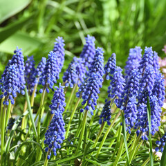 Fototapeta premium Muscari armeniacum - an early spring flower, primrose