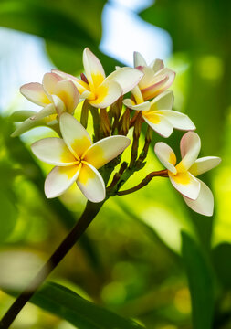 Une t&ecirc;te de Fleurs de Frangipanier  jaune et blanche - Plumeria