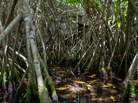 Dense Mangrove Roots in Solidaridad, Mexico