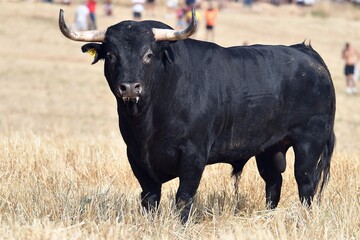 toro bravo en el campo 