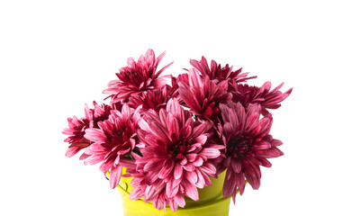 small red flowers in a bucket on a white background