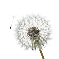 Dandelion Seed Head, Close Up of White with One Seed Floating Away, isolated on transparent background. PNG