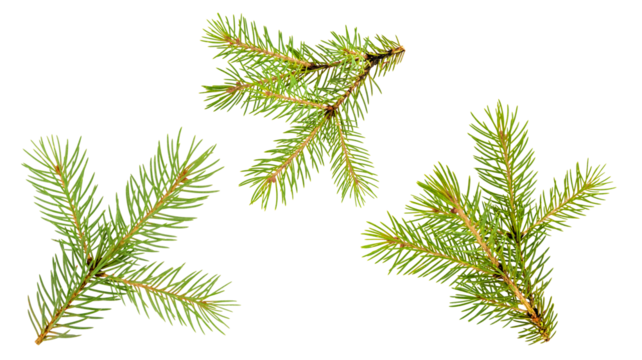 spruce branch isolated 