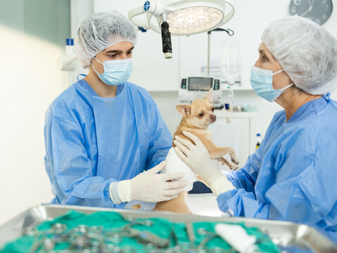 Senior woman doctor and male assistant observe view behavior of animal, control well-being, help to return to former old way of life after operation. Vet doctors prepare chihuahua dog for surgery - Powered by Adobe