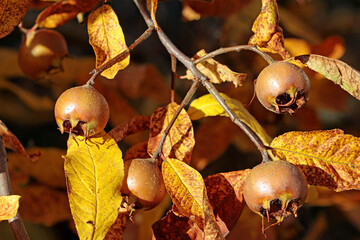 mespilus germanica, common medlar