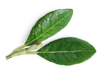 Leaves of Feijoa sellowiana, feijoa, pineapple guava and guavasteen isolated on white background