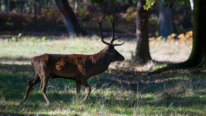 Red deer stag walking in a clearing at the edge of a forest during the rut. Cervus elaphus, Réserve de la Haute-Touche, Azay le Ferron, Indre 36, région Centre, France, European Union, Europe