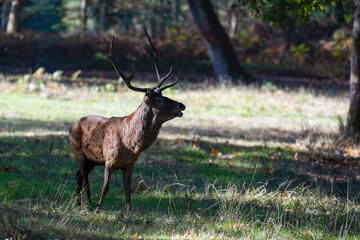 Red deer stag bellowing in a clearing at the edge of a forest during the rut. Cervus elaphus, Réserve de la Haute-Touche, Azay le Ferron, Indre 36, région Centre, France, European Union, Europe