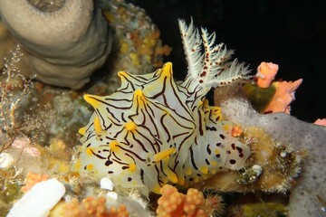 Okinawa Halgerda nudibranch feeding on a coral close-up in Alor, Indonesia    
