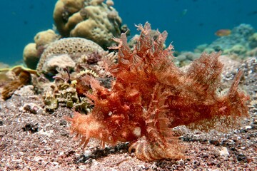 orange weedy scorpionfish (Rhinopias Frondosa) closeup on sandy bottom in Alor, Indonesia      