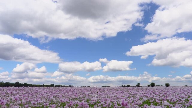 Clouds moving over a field of flowers pink poppies 