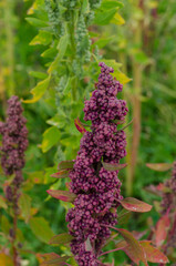 The quinoa plant is native to the Andean highlands of Peru and Bolivia, where it has been cultivated for thousands of years and was a staple food for ancient civilizations like the Inca.