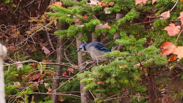 Colorful Blue Jay On Fall Tree Branch In Canadian Forest. A Vibrant Blue Jay Sits Gracefully On A Branch Surrounded By Warm Autumn Foliage In Nova Scotia, Canada, Symbolizing The Beauty Of Wild Nature