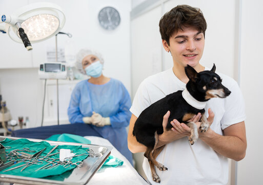 Positive caring young owner of miniature pinscher bringing sick pet with bandaged throat to veterinary clinic for procedure..