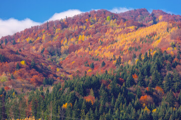 Colorful autumn forest on Carpathian mountain slope near Skole town in Lviv region, Ukraine