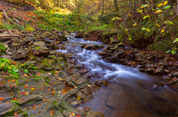 Shallow rocky mountain stream with autumn leaves near Skole town in Lviv region, Ukraine