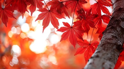 Beautiful maple tree glowing in autumn season high resolution picture