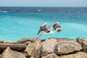 Fototapeta premium heron on the beach in the Maldive