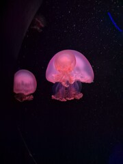 Naklejka premium jelly fish in aquarium
