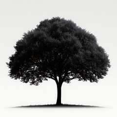 Beautiful natural tree form high resolution picture