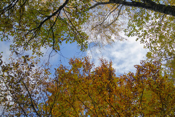 Herbst bäume mit himmel