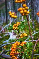 Orange Berries and Green Leaves on Forest Trail Close Up Nature Detail