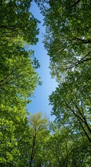 Fototapeta premium Dense, lush green foliage frames patches of bright blue sky, revealing the structure of a vibrant forest canopy during the day ,texture ,outdoor ,vibrant