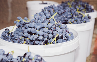 Overripe grapes are harvested and stored in white bins in a village yard.