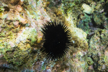 Close-up macro shot of a black sea urchin clinging to a colorful, algae-covered rock on the seabed.