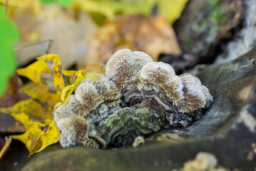 Beautiful fruit body of Auricularia mesenterica on rotten stump in autumn forest, tripe fungus, hairy fluffy mushroom, top view, selective focus