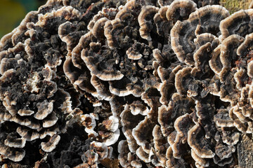 Bjerkandera adusta fungus family on rotten stump in sunny day, burnt polypore, nature backgrouns,...