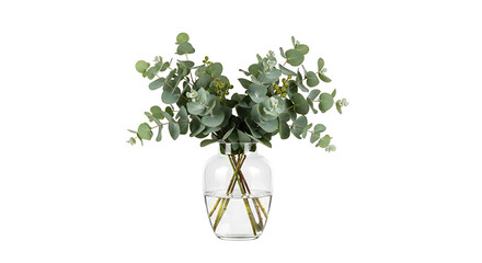 A beautiful bouquet of fresh green eucalyptus branches with round leaves arranged in a clear glass vase, isolated on a white background