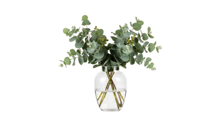A beautiful bouquet of fresh green eucalyptus branches with round leaves arranged in a clear glass vase, isolated on a white background