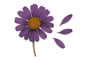Purple daisy flower losing petals on a transparent background, symbolizing fragility, love, and emotional moments