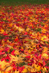 Tapis d’Automne, Texture d’automne